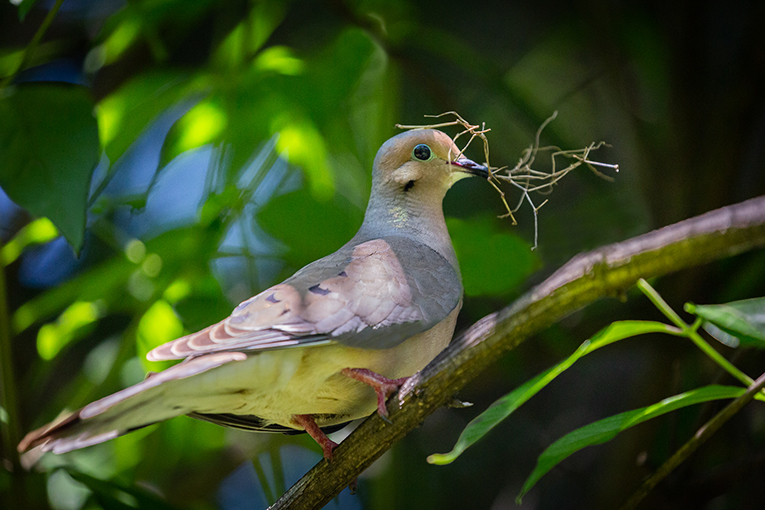 Nesting Dove by Regine Guillemin