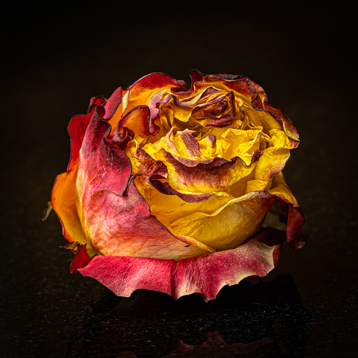 Withered rose by Regine Guillemin