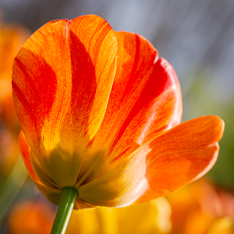 A flavor of Spring, The Tulip