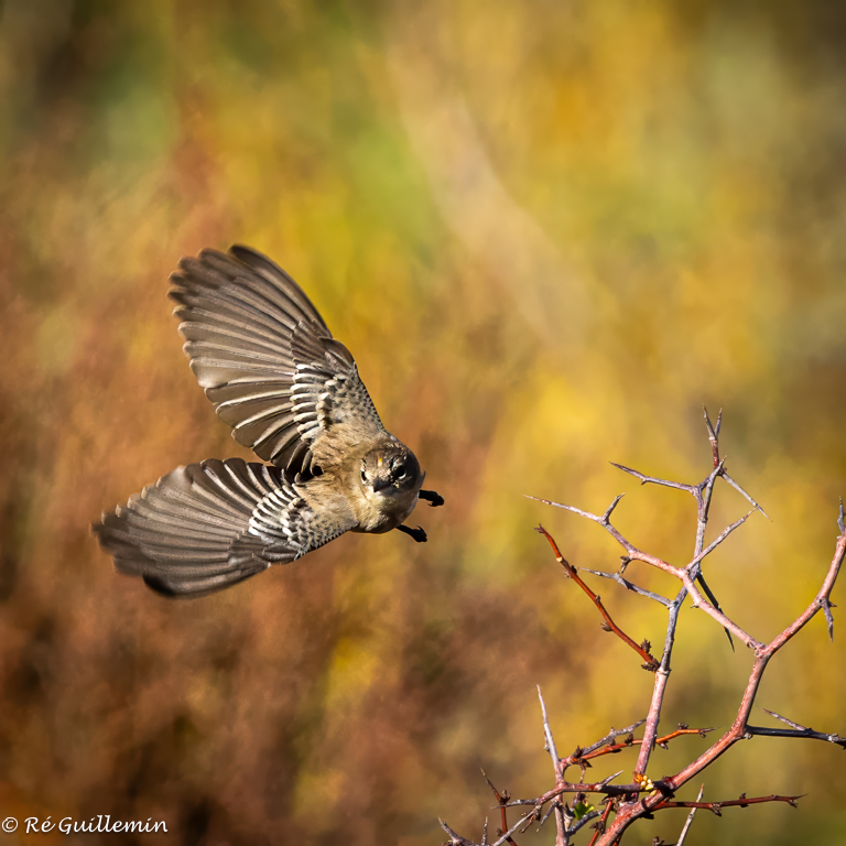 Warbler by Regine Guillemin