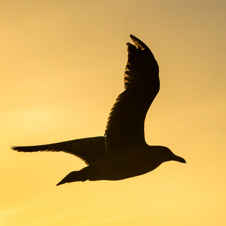 JUVENILE WESTERN GULL SILHOUETTE