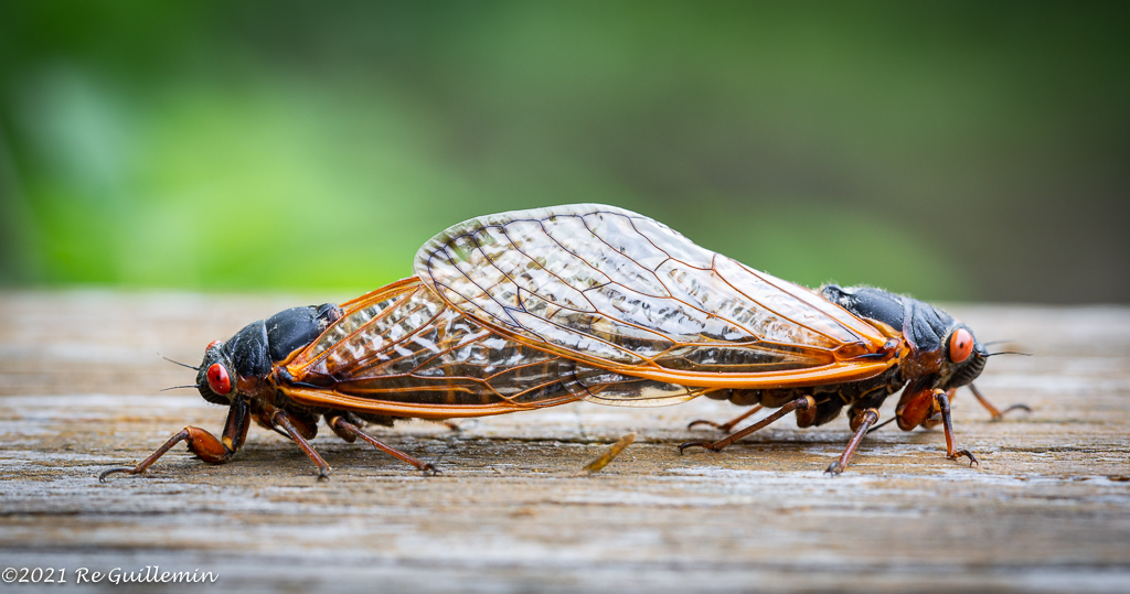 The Mating by Regine Guillemin