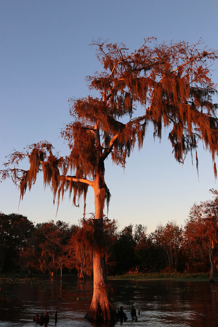 Seeing Red on Blue Cypress Lak by Marge Barham