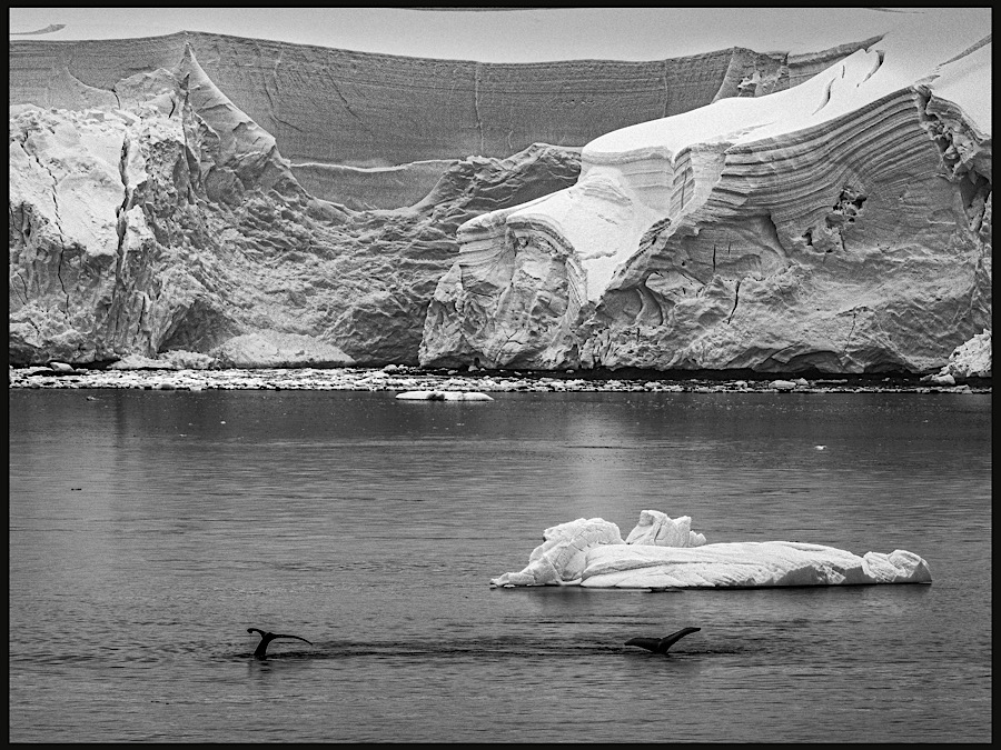 Antartica scene with 2 humpbacks  by Adrian Binney