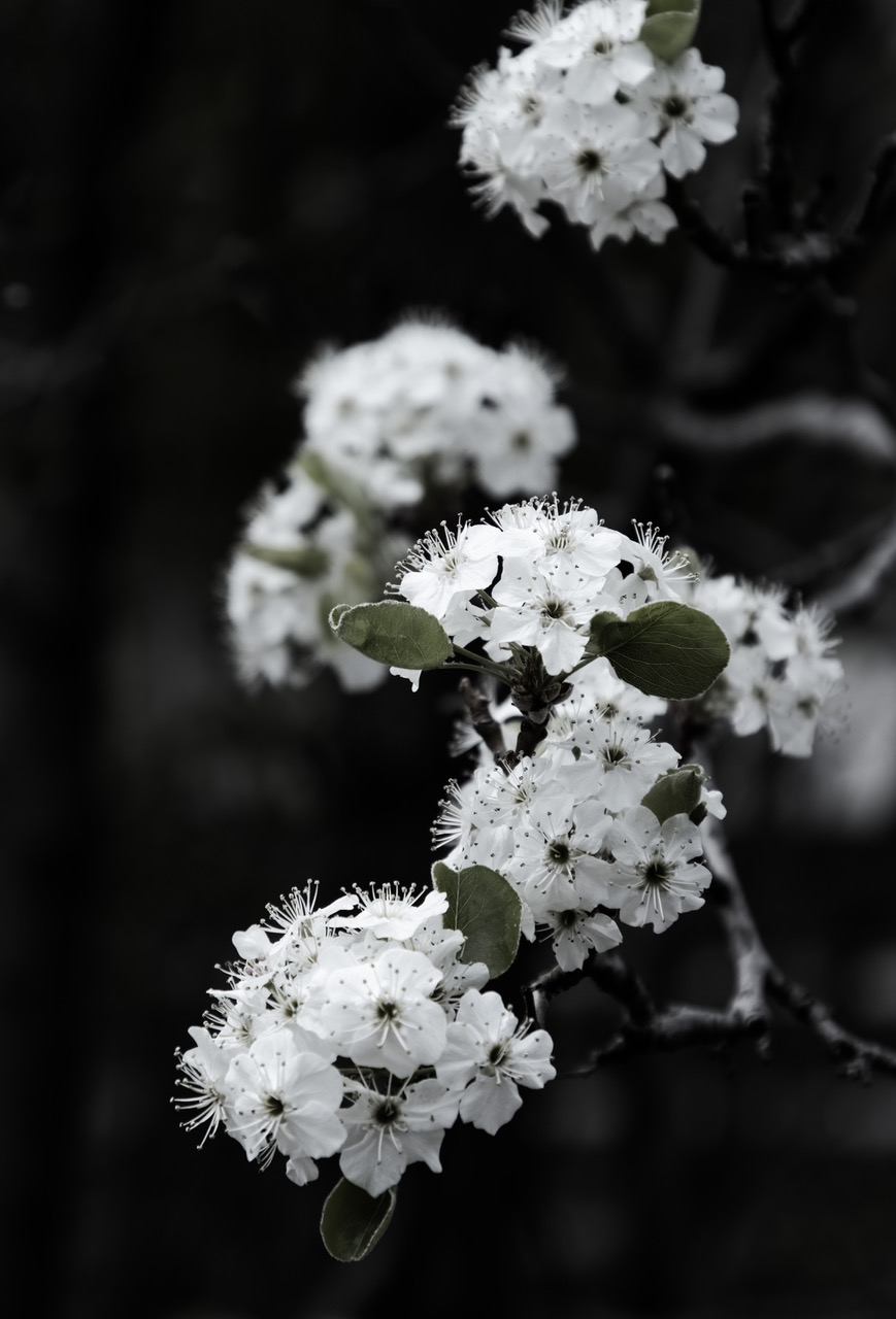 Cleveland Pear by Paul Smith