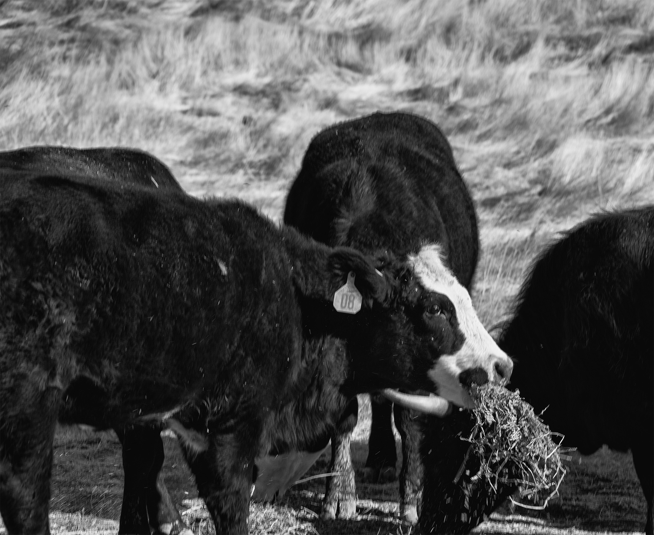 Feeding Time by Mary Ann Carrasco