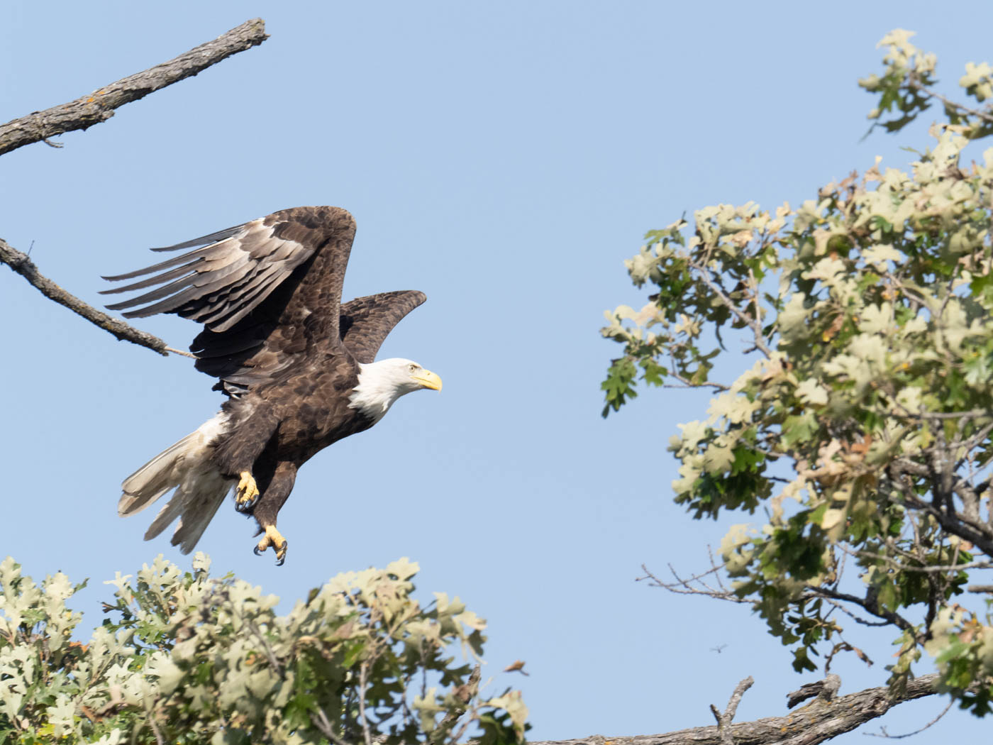 November 2025 - David Halgrimson, APSA
