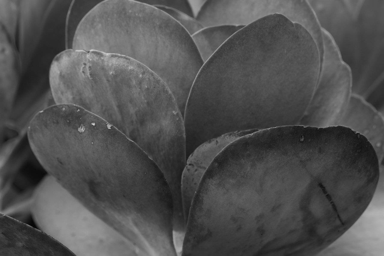 Paddle Plant in Autumn
