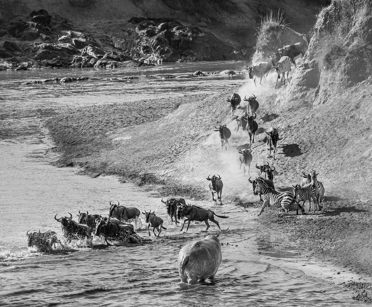 Hippo disturbing the Migration by Adrian Binney