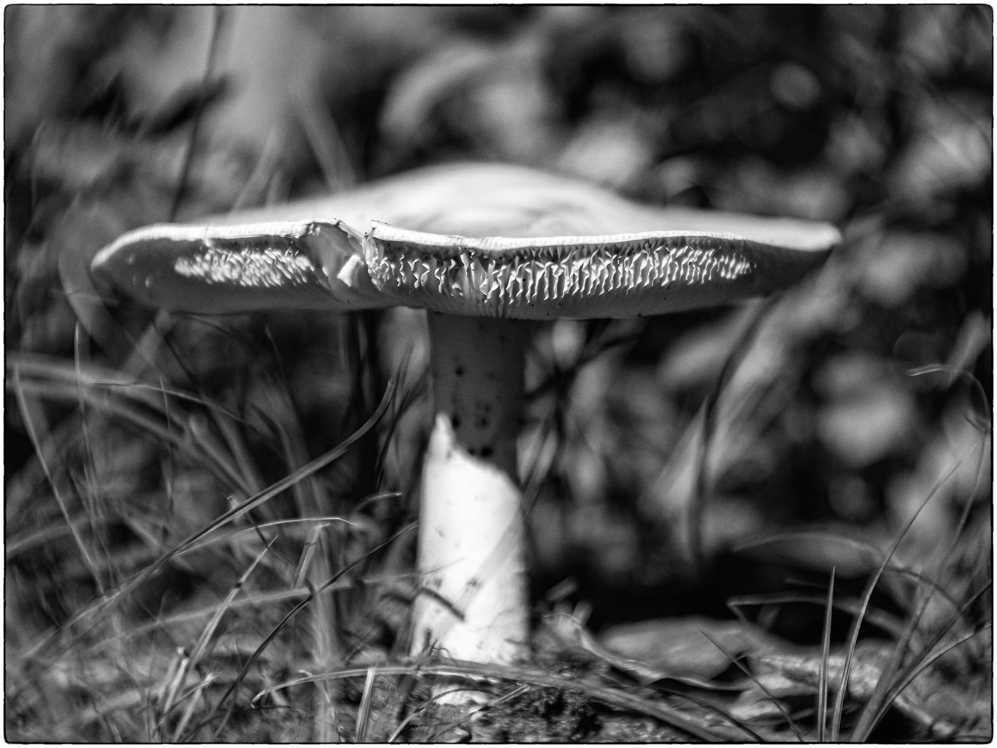 Mushroom by David Halgrimson, APSA