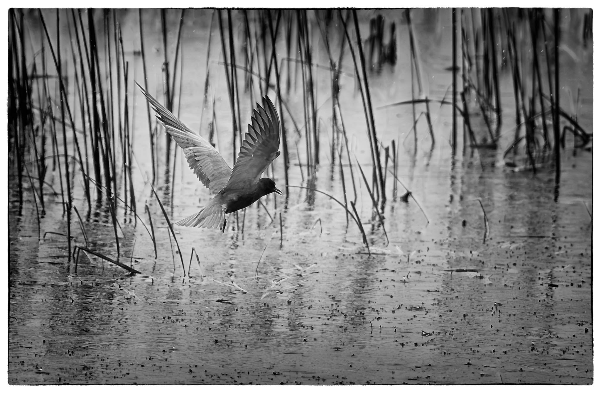 Black Turn in Rain by David Halgrimson
