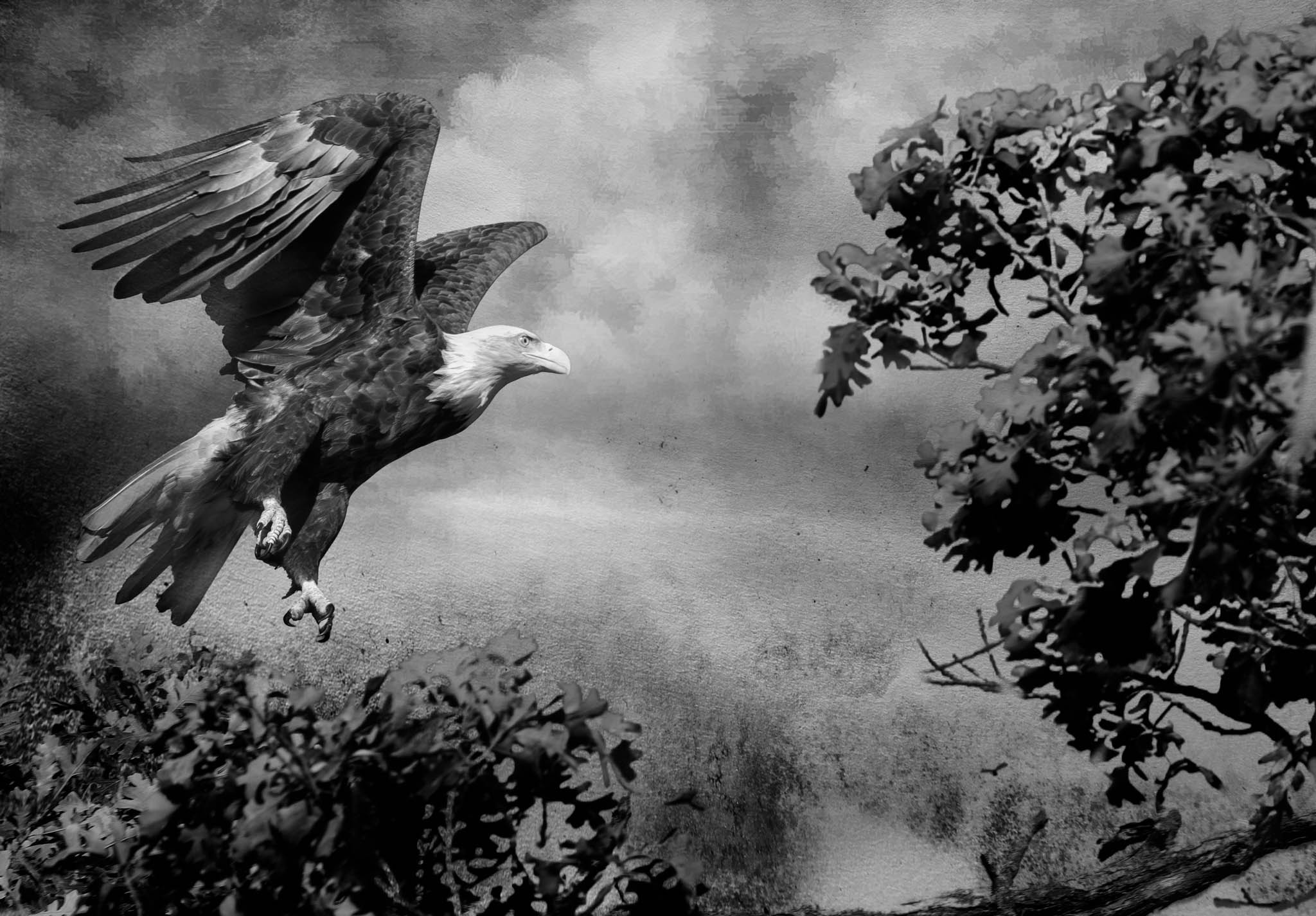 Eagle takes flight by David Halgrimson