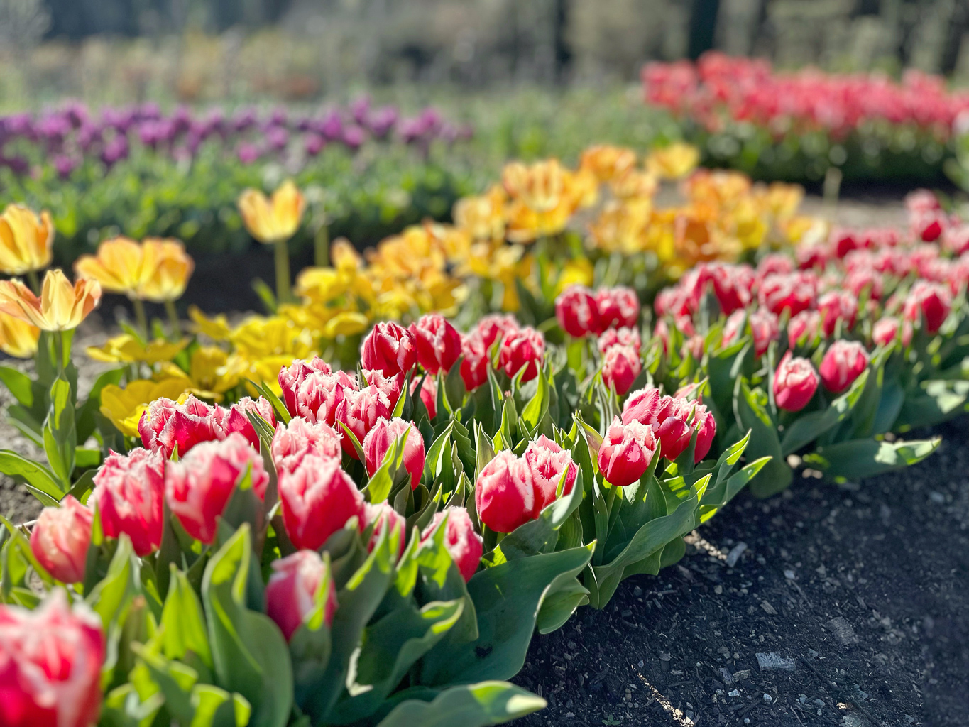 Spring Flowers by Ling Ling Juang