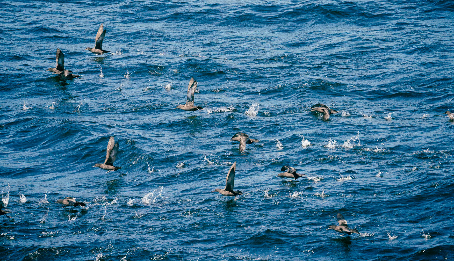 Birds Frolicking In Water by Ling Ling Juang