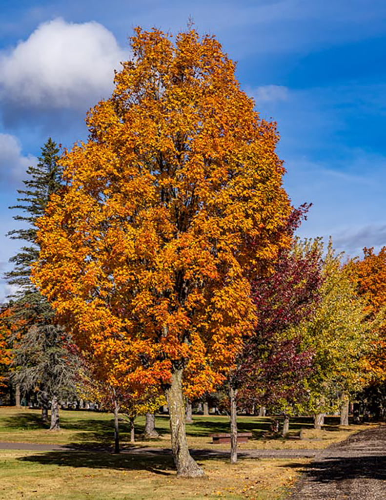 Fall Colors by Henry Roberts