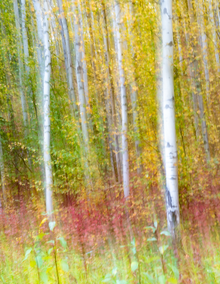 Mystical Aspen Woods by Ling Ling Juang