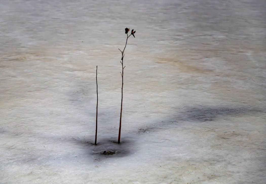 Frozen Flower by Catherine Honigsberg