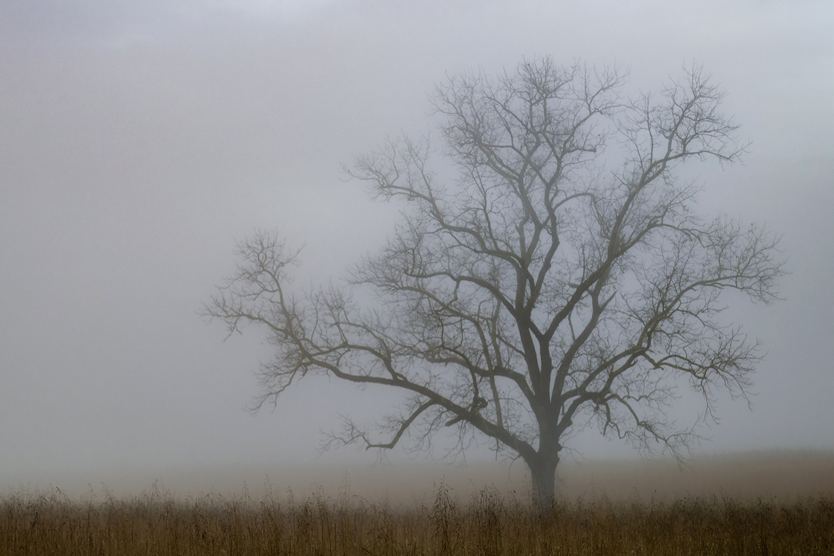 Amber Silhouette (aka Foggy Tree) by Shari Garnsey