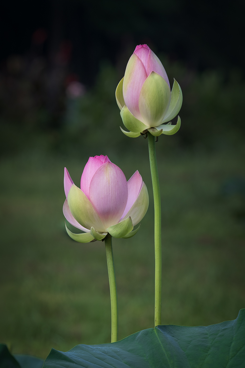 Lotus Duet