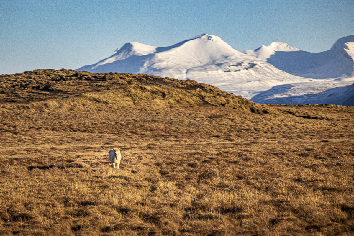 Icelandic Horse by Janice Solomon