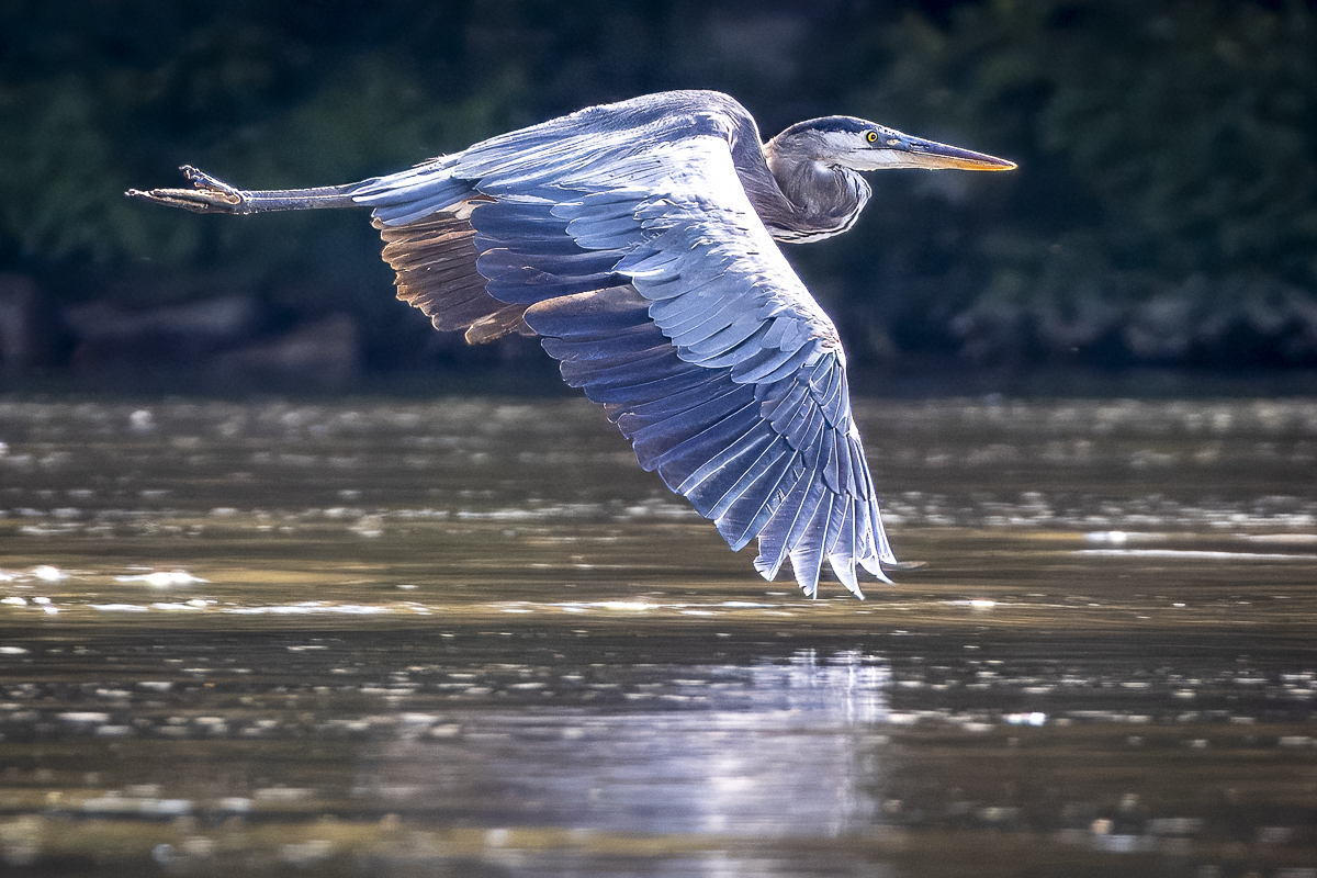 Great Blue Heron by Janice Solomon