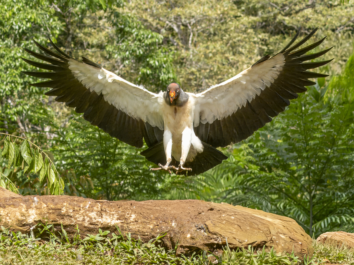 King Vulture by Janice Solomon