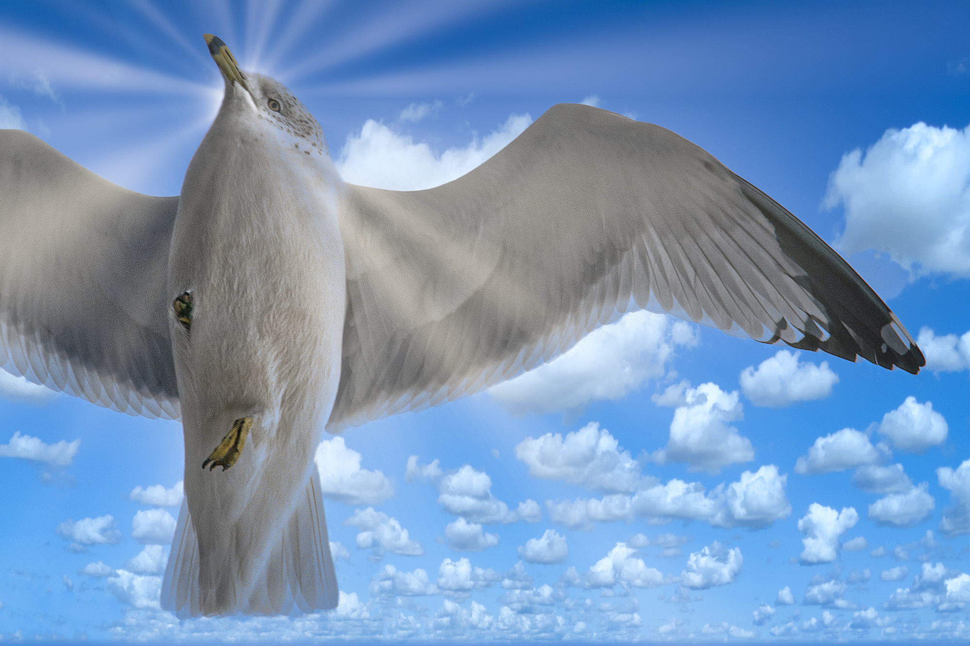 Seagull from Heaven by Tom Kredo