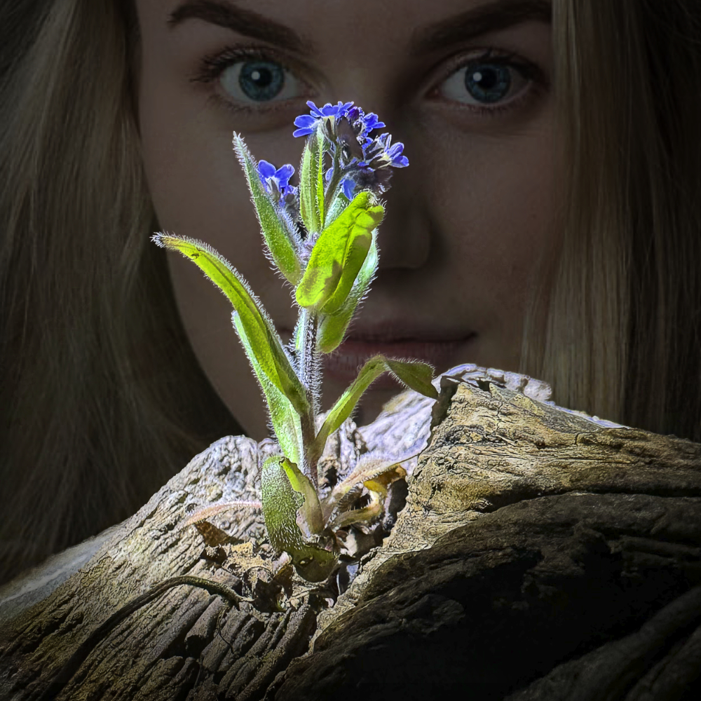 Forget Me Not by Robin Mellor