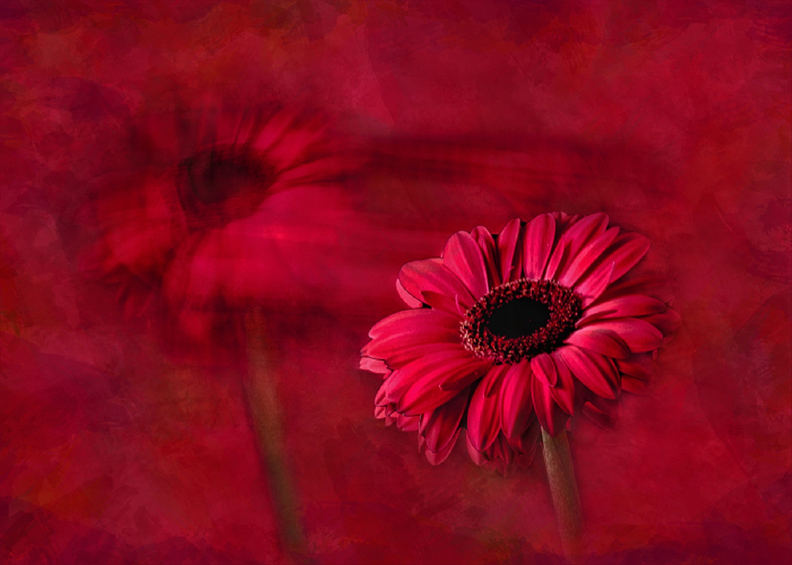 Red Flower movement by Hazel Price