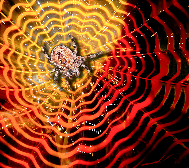 spider on Web by Joan Field