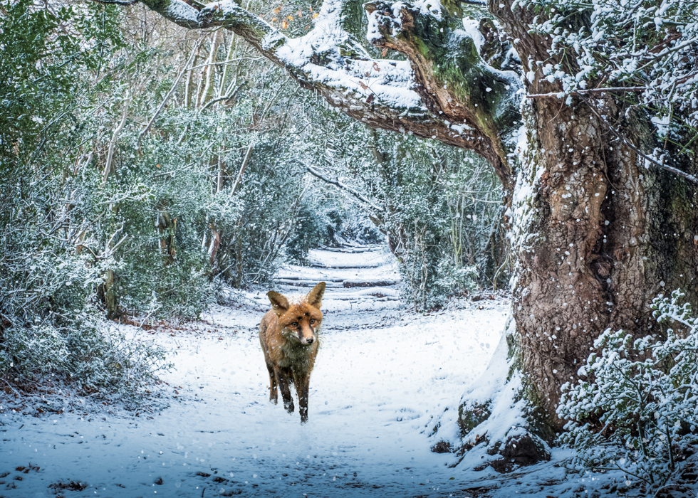 Winter Fox