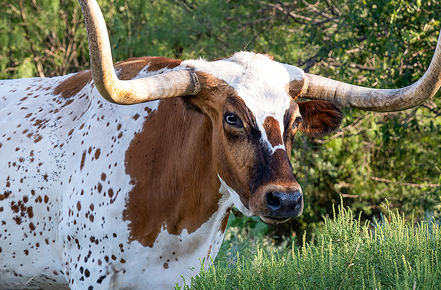 Lone Star Legend by Sharlana Dillard