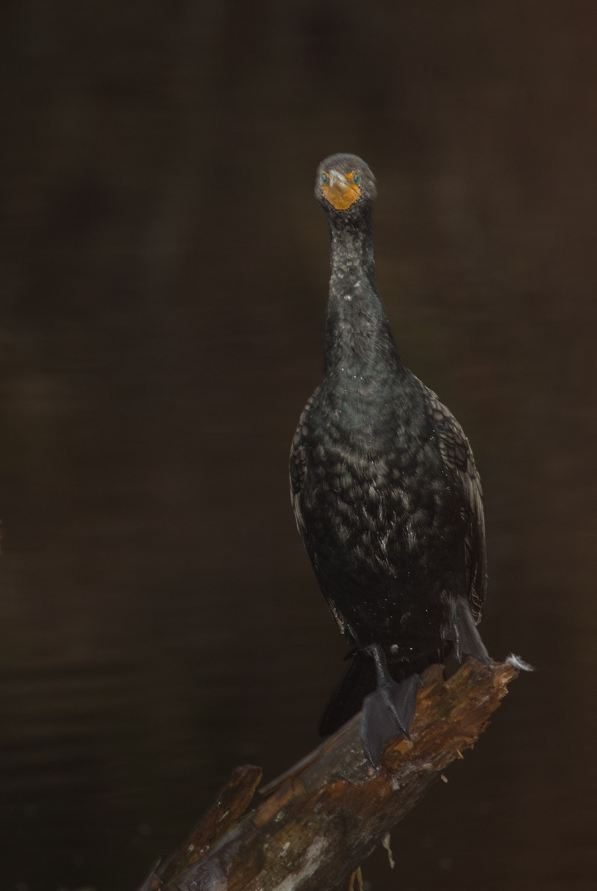 Cormorant by Michael Braunstein