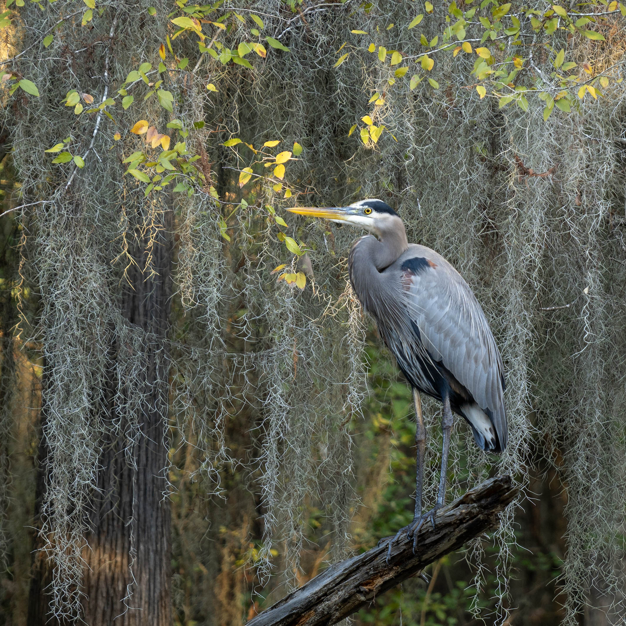 Blue Heron by Sharlana Dillard