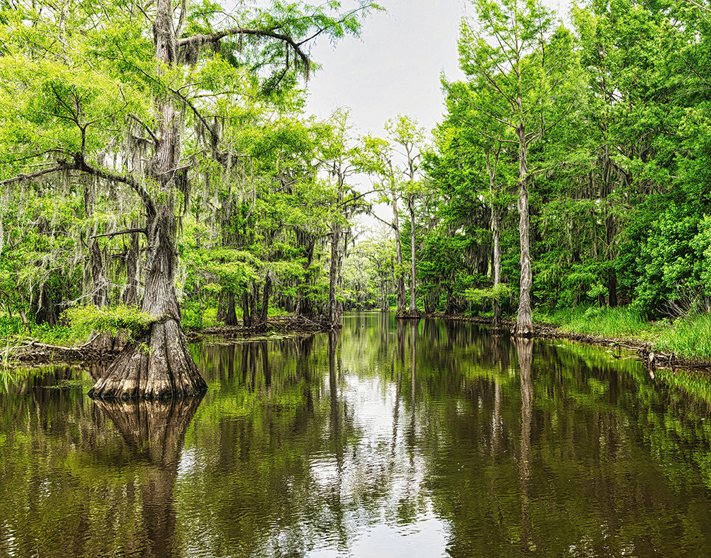 Swamp Tours on Caddo Lake by Keith Parris