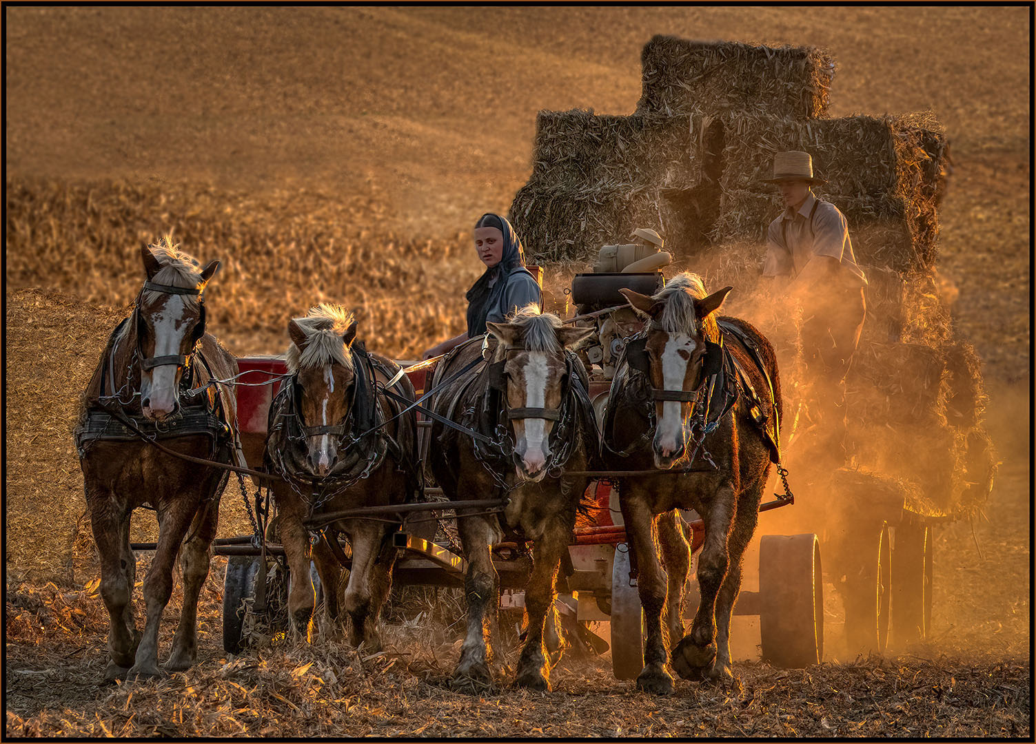 HARVESTING by Charles Bartolotta