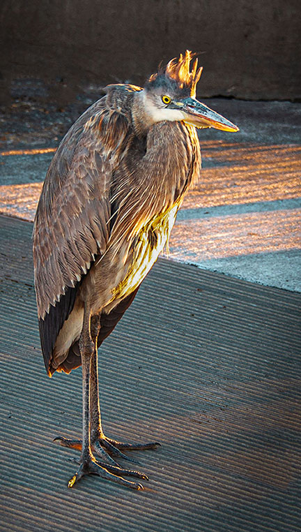 Great Blue Heron by Sharlana Dillard