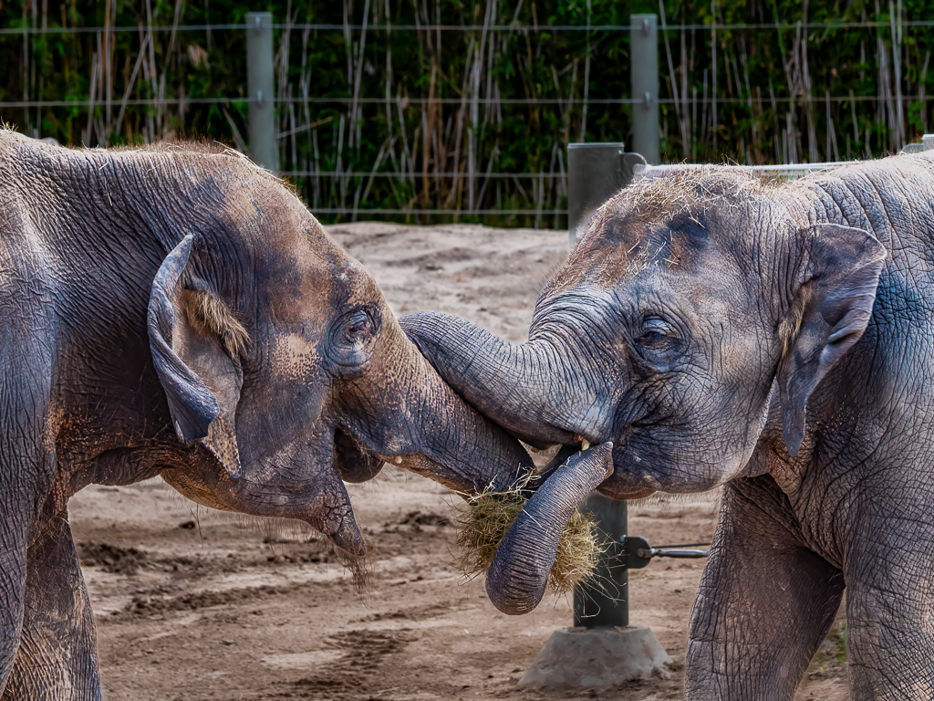 Elephants