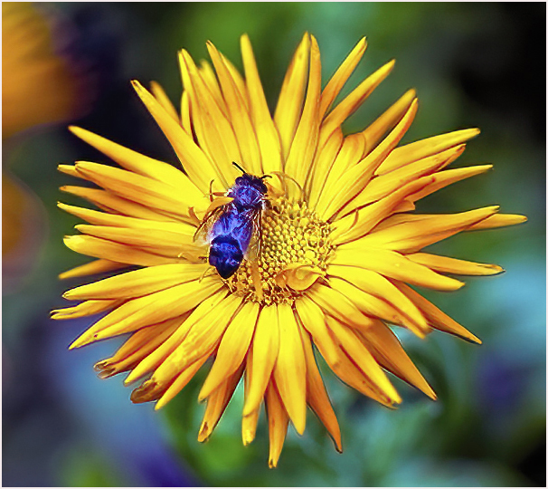 A Bee onn a flower by Stuart Caine