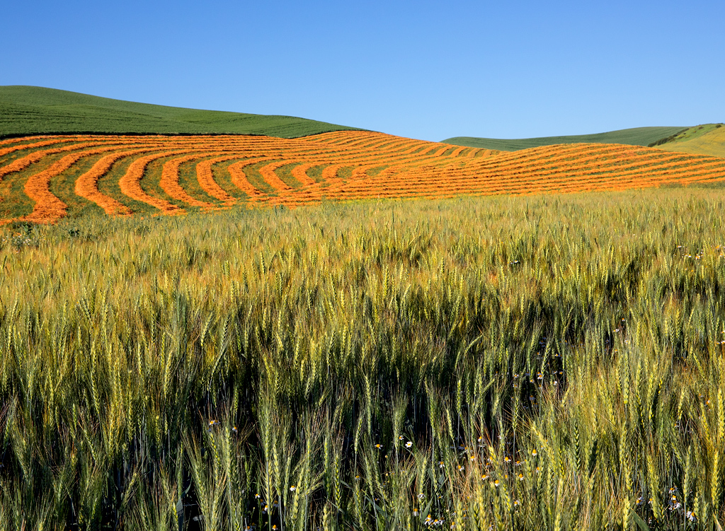 Springtime in the Palouse by Holly Moore, PPSA