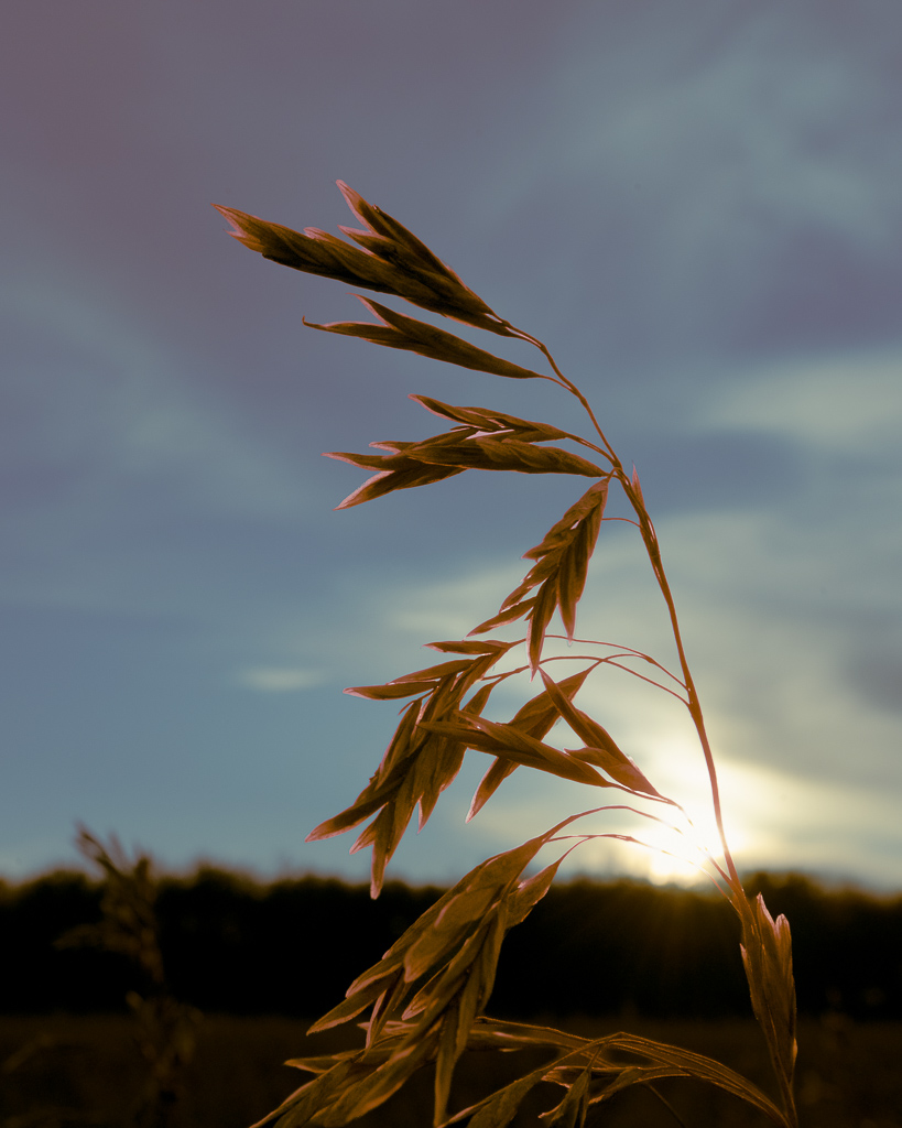 Tall Grass by Terry Meyers