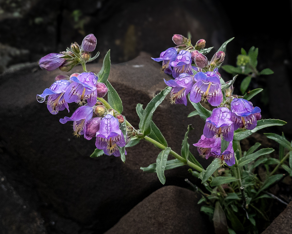 Wildflower by Terry Meyers