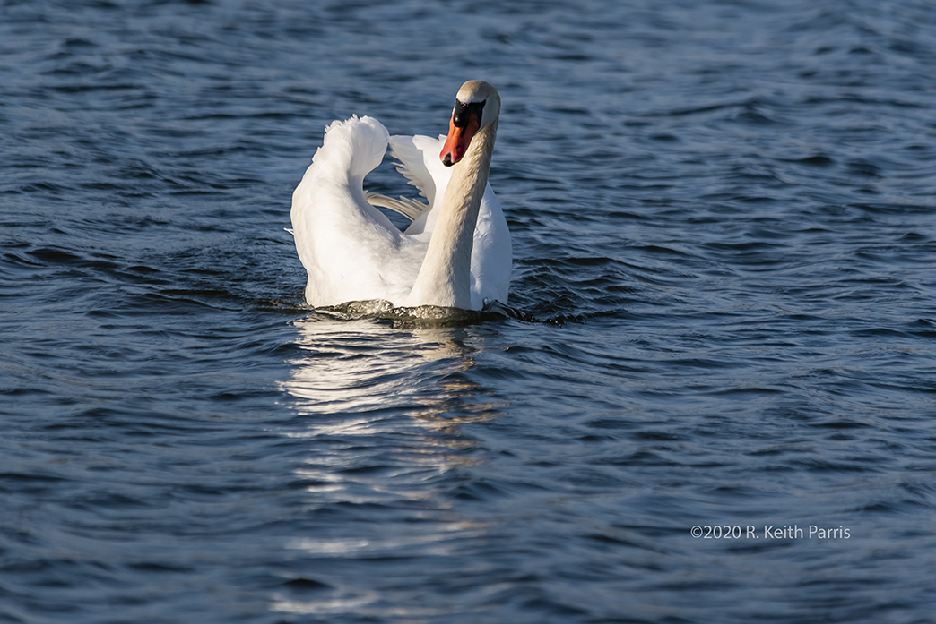 Swan on Lake Tyler, Texas by Keith Parris