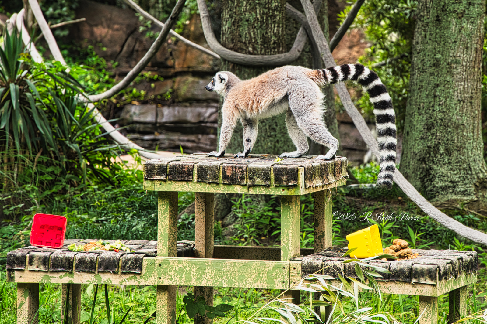 Red-ruffed Lemur 