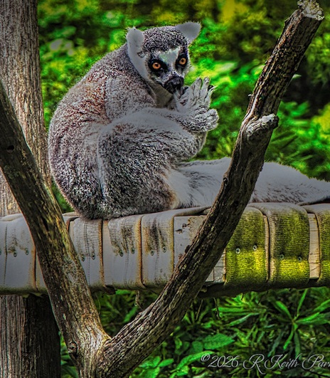 Comment Image