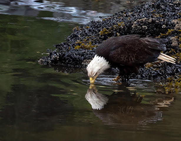TAKING A DRINK by Sharlana Dillard