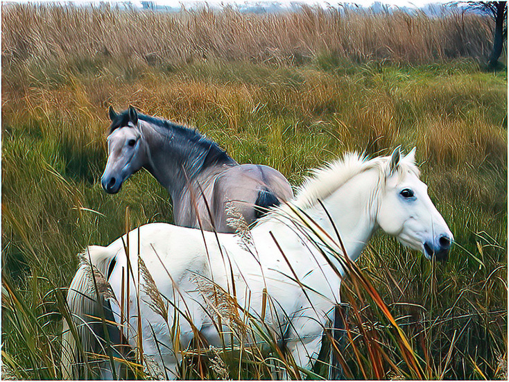 Wild Horses by Stuart Caine