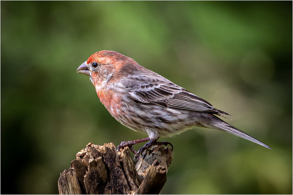 House Finch by Bruce Michelotti