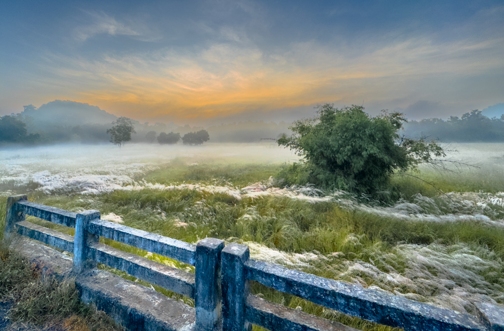 Early Morning Safari, Bandhavgarh National Park, India by Bunny Laden