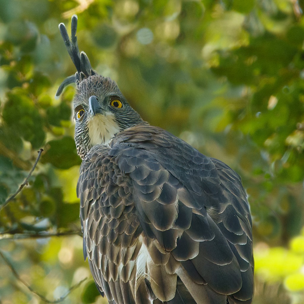 Indian Crested Eagle by Bunny Laden